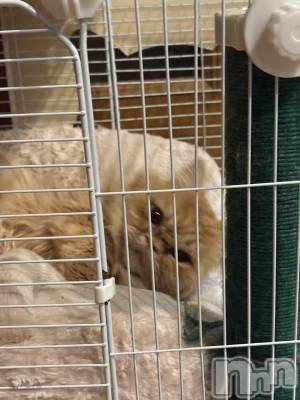 ��Į���ʥå��������륺�С�L'asile(�饸����) riko��3��18���̥�֥����֤���Ф�ϡ���