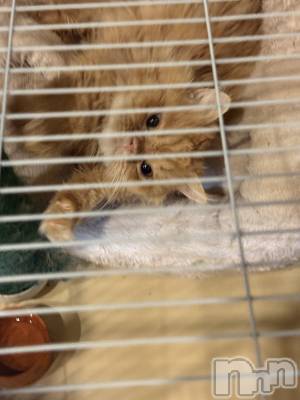 ��Į���ʥå��������륺�С�L'asile(�饸����) riko��4��6���̥�֥����֤���Ф�ϡ���