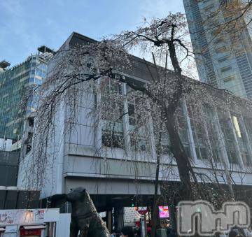 新潟デリヘル奥様特急 新潟店(オクサマトッキュウニイガタテン) うるみ(35)の3月16日写メブログ「こちら渋谷」