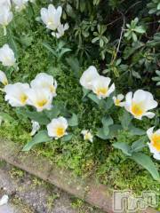 新潟デリヘル奥様特急 新潟店(オクサマトッキュウニイガタテン) うるみ(35)の4月26日写メブログ「チューリップ」