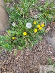 新潟デリヘル奥様特急 新潟店(オクサマトッキュウニイガタテン) うるみ(35)の5月2日写メブログ「たんぽぽ」