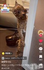 新潟デリヘル奥様特急 新潟店(オクサマトッキュウニイガタテン) うるみ(35)の2月20日写メブログ「爆笑🤣」