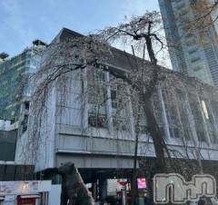 新潟デリヘル奥様特急 新潟店(オクサマトッキュウニイガタテン) うるみ(35)の3月16日写メブログ「こちら渋谷」