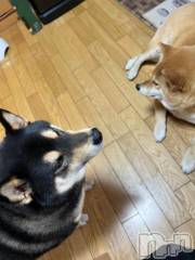 新潟デリヘル奥様特急 新潟店(オクサマトッキュウニイガタテン) うるみ(35)の4月8日写メブログ「[お題]from:なんだそれさん」