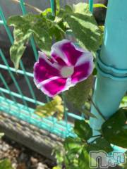 新潟デリヘル奥様特急 新潟店(オクサマトッキュウニイガタテン) うるみ(35)の8月13日写メブログ「朝顔」