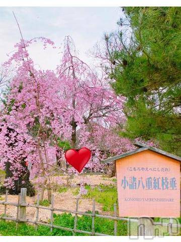 佐久発人妻デリヘル佐久上田人妻隊(サクウエダヒトヅマタイ) しずく(45)の4月6日写メブログ「春♪」