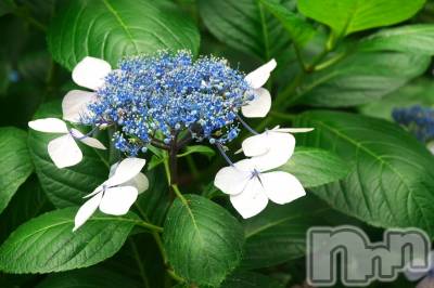 佐久発デリヘル 佐久上田人妻隊(サクウエダヒトヅマタイ) しずく(45)の6月20日写メブログ「出勤しました」