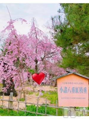 佐久発人妻デリヘル 佐久上田人妻隊(サクウエダヒトヅマタイ) しずく(45)の4月6日写メブログ「春♪」