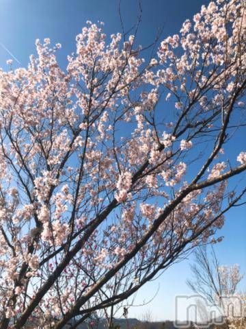 長野デリヘルCharmant(シャルマン)なぎさ 体験(20)の2022年4月13日写メブログ「桜の季節?」