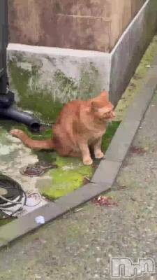 ĤĤ🐱ྀི