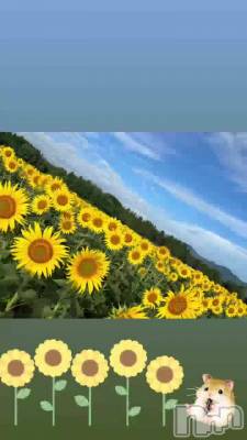 ⋆⸜🌻⸝‍⋆