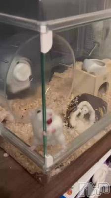 🐹