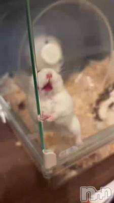 äƤȤĤ⤳‪🐹