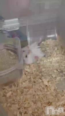 䤹ߡ🐹