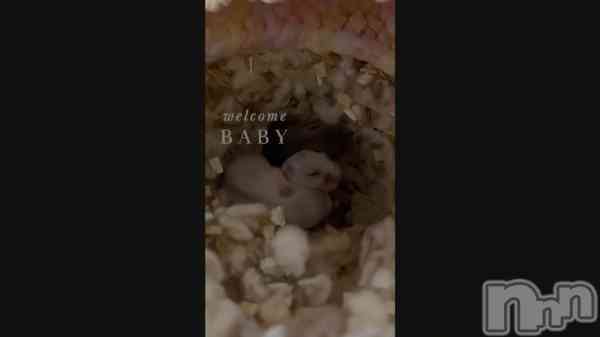 ��🐹🐹♡��