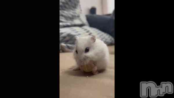 &#x1F439;