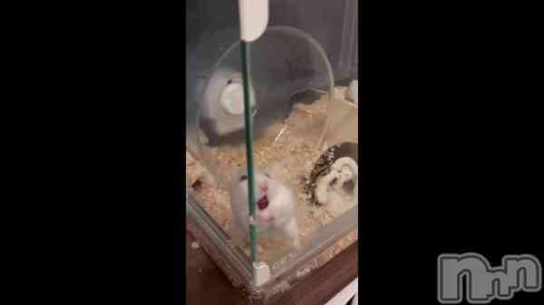 &#x1F439;