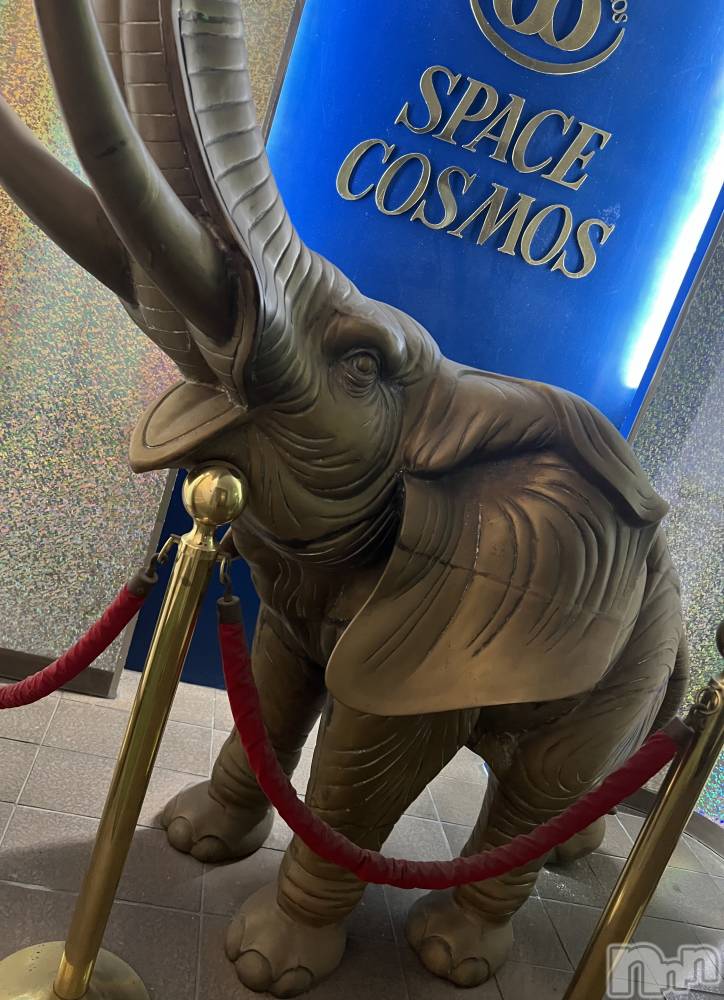 長岡デリヘルMimi(ミミ) りんか(22)の10月17日写メブログ「🐘」