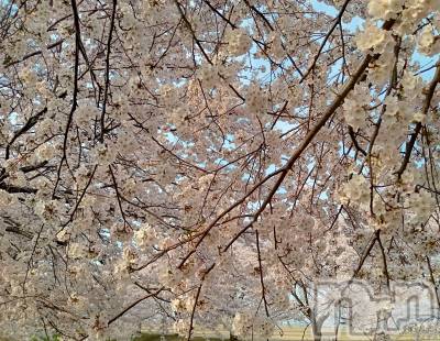 三条デリヘル 人妻じゅんちゃん-出稼ぎ0！地元の奥様専門-(ヒトヅマジュンチャン) 柏木みさと☆超スレンダー(37)の4月11日写メブログ「花見日和」