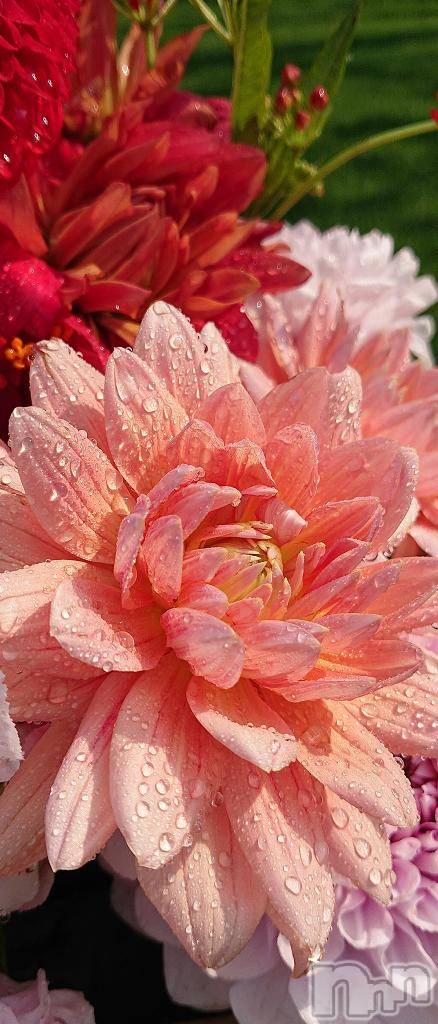 新潟デリヘル五十路マダム新潟店(カサブランカグループ)(イソジマダムニイガタテン)佐藤ゆり(51)の2026年1月28日写メブログ「お知らせ」