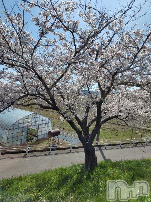 新潟デリヘル五十路マダム新潟店(カサブランカグループ)(イソジマダムニイガタテン)佐藤ゆり(51)の2026年4月10日写メブログ「おはようございます」