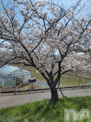 新潟デリヘル 五十路マダム新潟店(カサブランカグループ)(イソジマダムニイガタテン) 佐藤ゆり(51)の4月10日写メブログ「おはようございます」