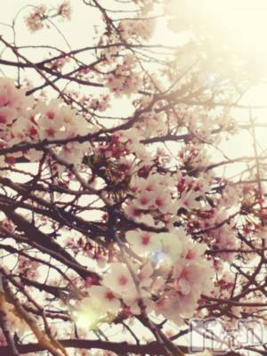 上田発デリヘル BIBLE～奥様の性書～(バイブル～オクサマノセイショ～) ◆ゆうこ◆(42)の4月7日写メブログ「花の雲🌸」