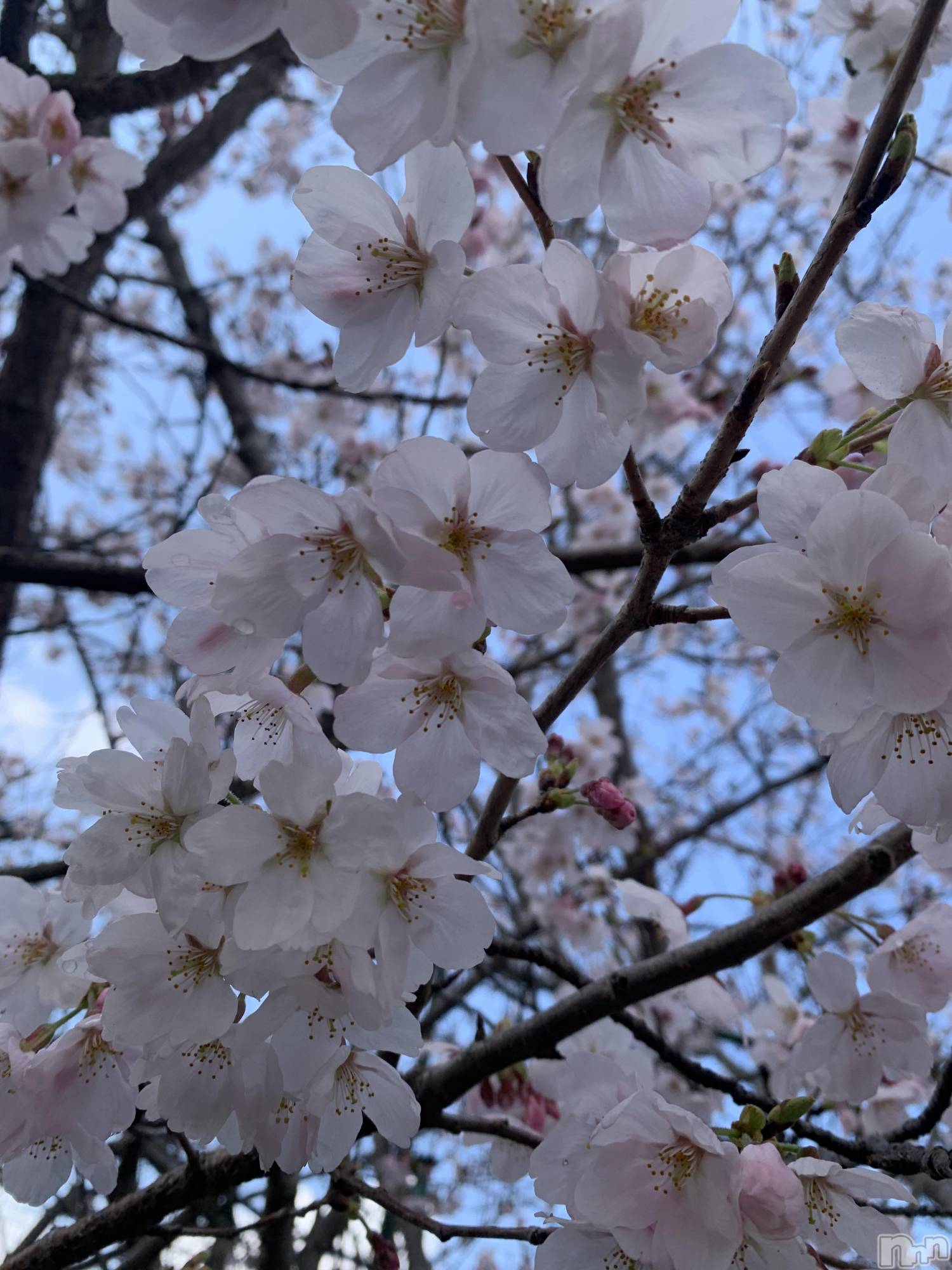 佐久発デリヘル佐久上田人妻隊(サクウエダヒトヅマタイ)よしの(42)の2026年4月9日写メブログ「出発！」