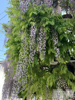 佐久発デリヘル 佐久上田人妻隊(サクウエダヒトヅマタイ) よしの(42)の5月11日写メブログ「朝の散歩」