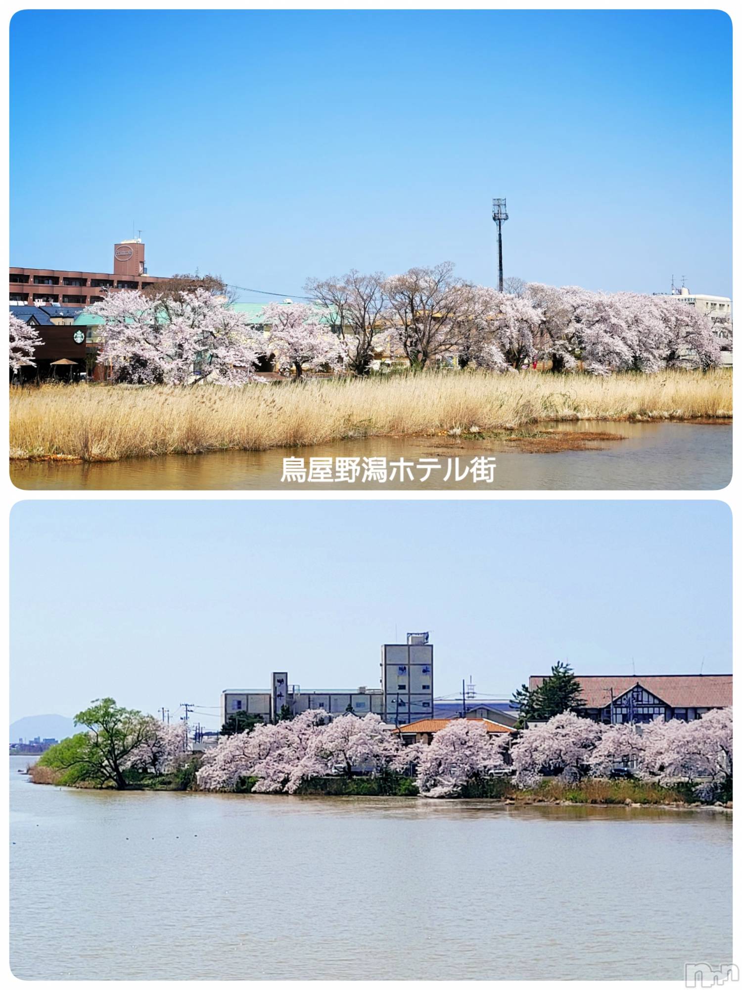 新潟デリヘルA(エース)かんな(R)(39)の2022年4月12日写メブログ「写真撮ってきたよ🌸」