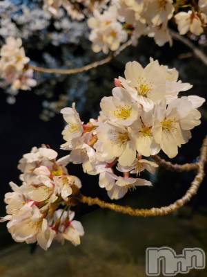 新潟デリヘル A(エース) かんな(R)(39)の4月12日写メブログ「お花見🌸🍺🌸」