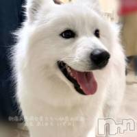 新潟人妻デリヘル 新潟の可憐な妻たち～秘密の逢瀬～(ニイガタノカレンナツマタチ～ヒミツノオウセ～)の12月10日お店速報「カバガ美女🔥今月限定のイベントで超お得に💕」