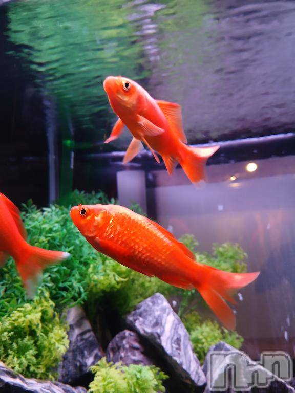 新潟人妻デリヘル人妻不倫処　桃屋　新潟店(ヒトヅマフリンドコロモモヤ) しずく・清純派愛嬌◎(43)の8月23日写メブログ「泳ぎたいな🐠‪ 𓈒𓏸」