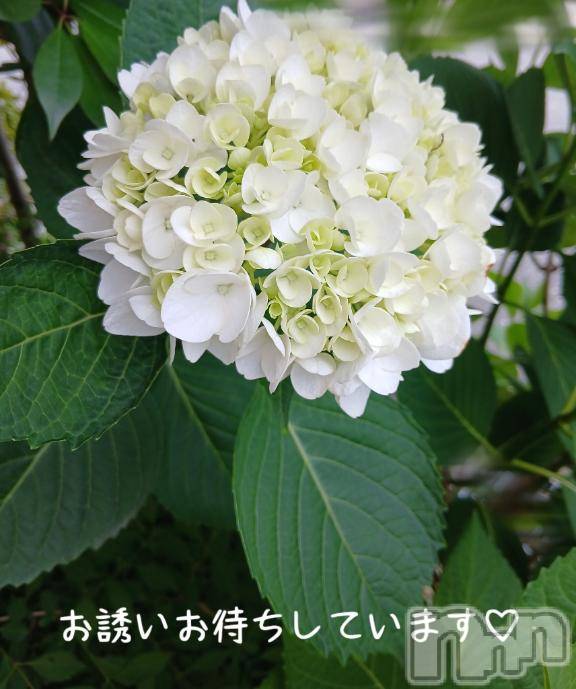 新潟デリヘル人妻不倫処　桃屋　新潟店(ヒトヅマフリンドコロモモヤ) しずく・清純派愛嬌◎(43)の6月8日写メブログ「出勤しました♪」