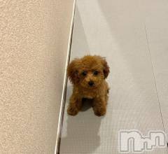 上越デリヘルHONEY(ハニー) らむ(♪♪)(22)の11月25日写メブログ「【急遽】今年いっぱいになりました🥲 みてね」