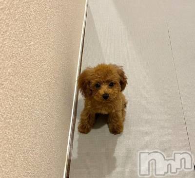 上越デリヘル HONEY(ハニー) らむ(♪♪)(22)の11月25日写メブログ「【急遽】今年いっぱいになりました🥲 みてね」