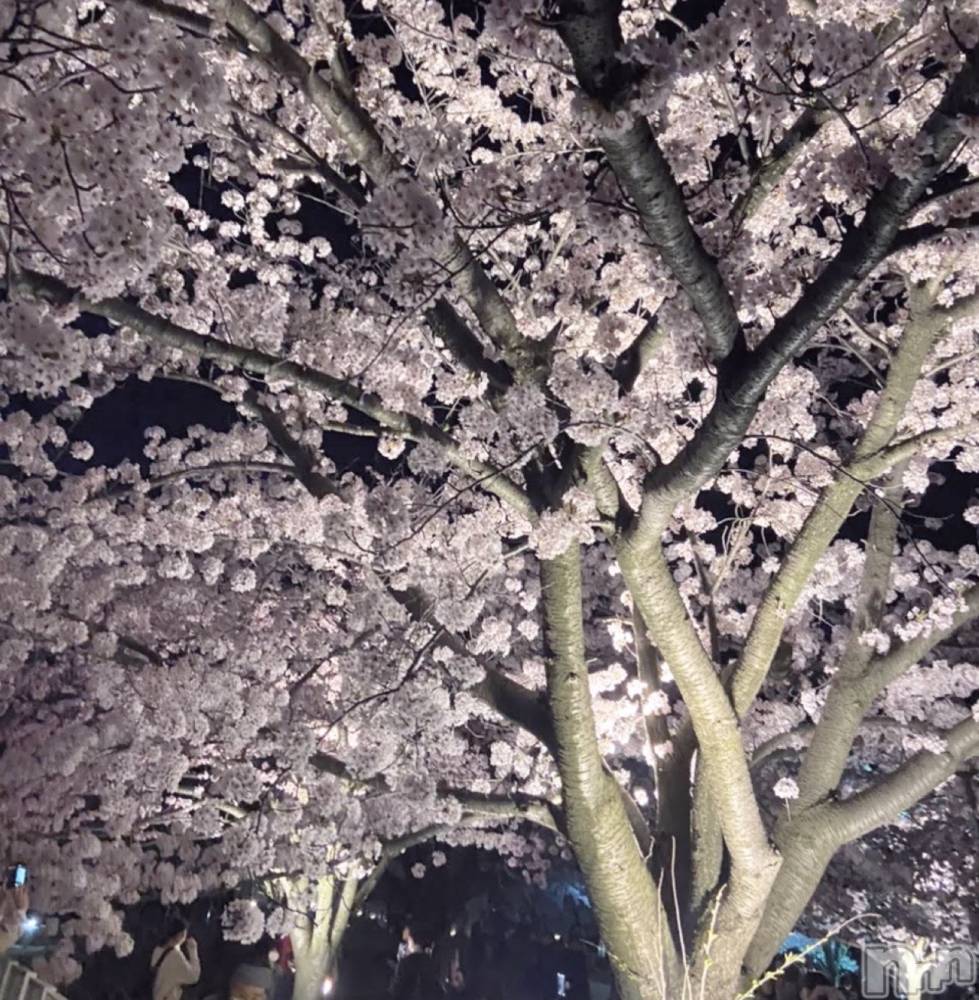 ����������ʥå��������륺�С�Veronica-�������˥�-(�������˥�) �ʤʤ���3��24���̥�֥����ֺ����