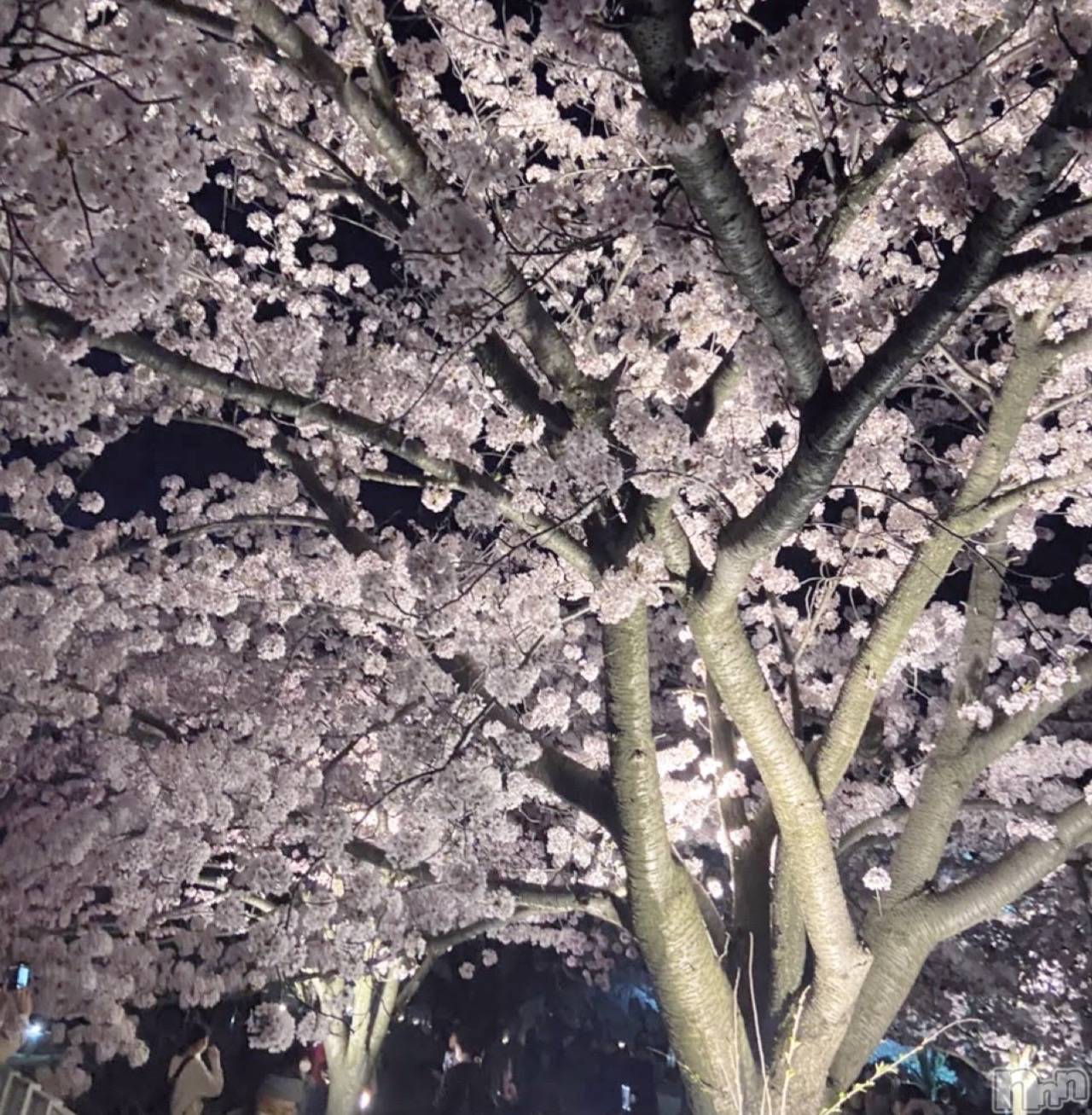 ����������ʥå��������륺�С�Veronica-�������˥�-(�������˥�) ��2026ǯ3��24���̥�֥����ֺ����