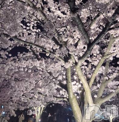 ����������ʥå��������륺�С�Veronica-�������˥�-(�������˥�) �ʤʤ���3��24���̥�֥����ֺ����