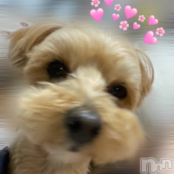 ʥå륺СVeronica-˥-(˥) ʤʤ316̥֥0315 𖤐-