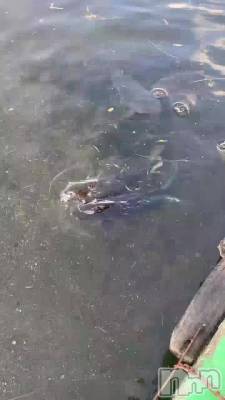 野尻湖の恋は桁違い