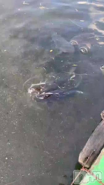 野尻湖の恋は桁違い