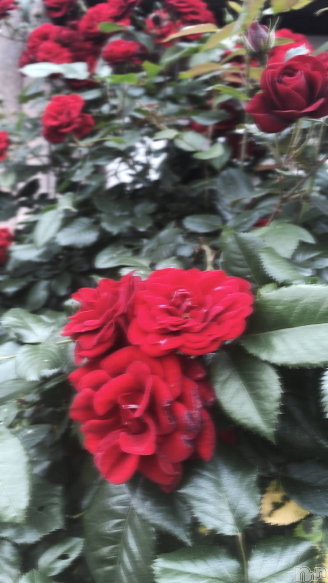 ʥå륺СJEUNESSE(ͥ) 2022ǯ119̥֥ΤäƤ❓🥀