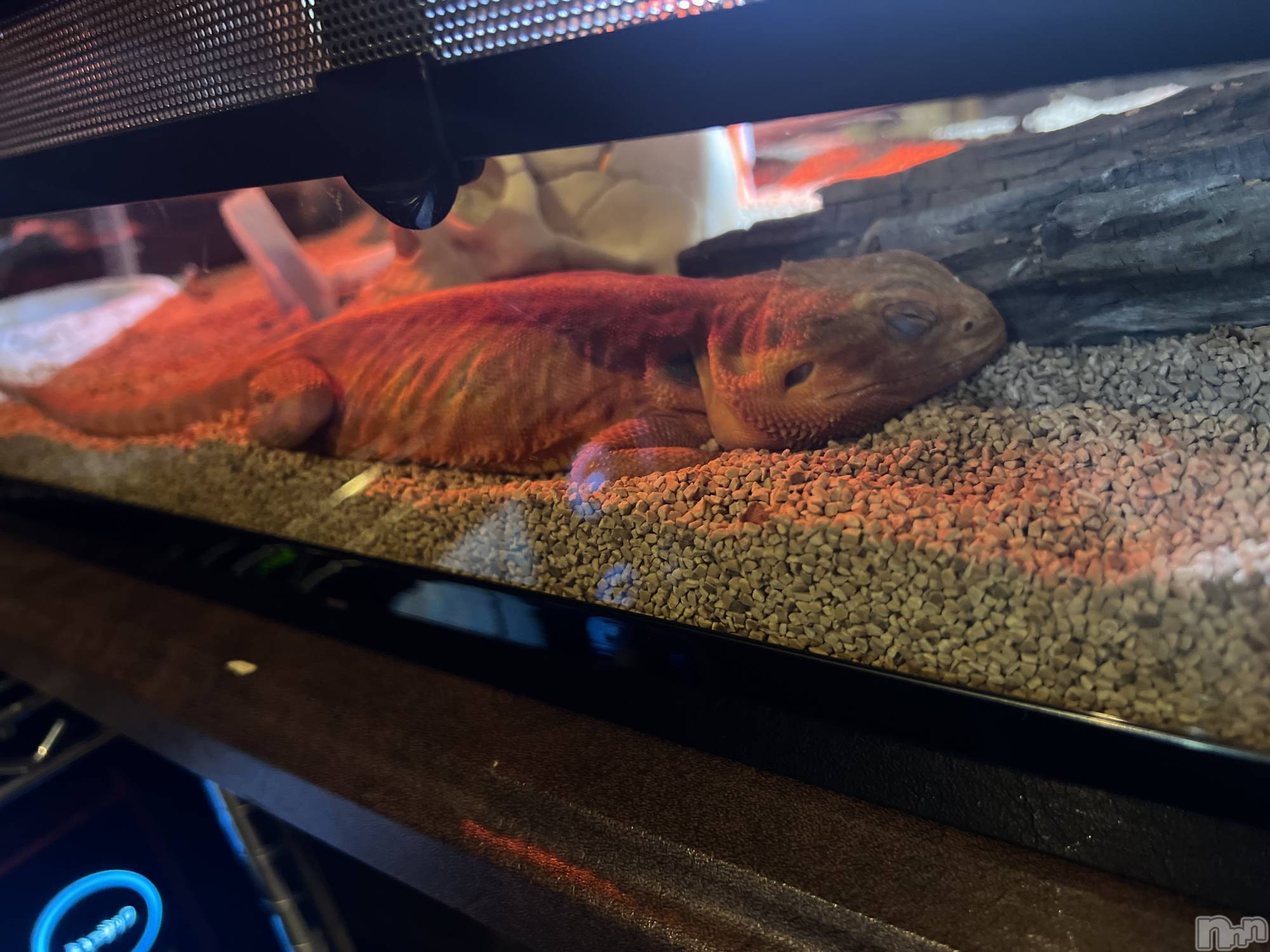 ʥå륺СJEUNESSE(ͥ) 2024ǯ29̥֥֥🦎