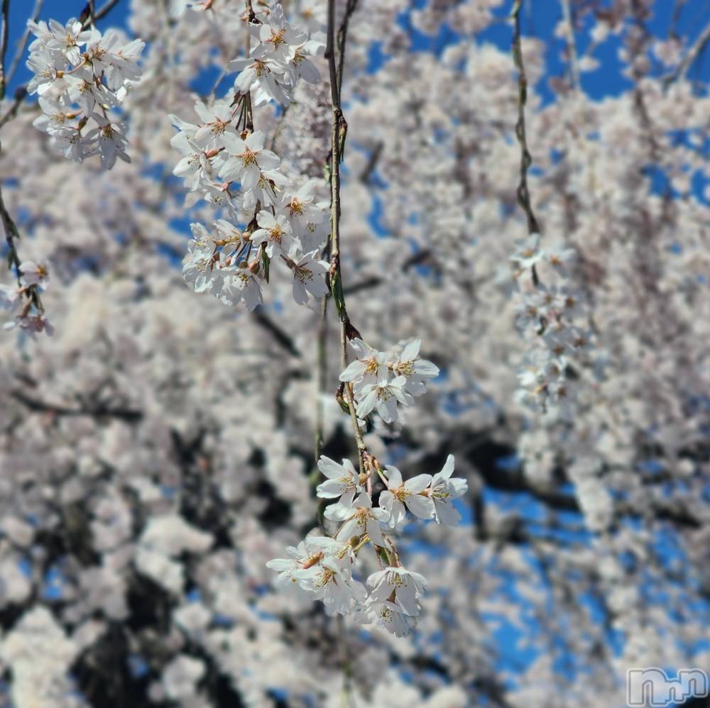 松本発風俗エステaroMana(アロマーナ) （松本市発）りさ先生(99)の4月2日写メブログ「１年🌸」