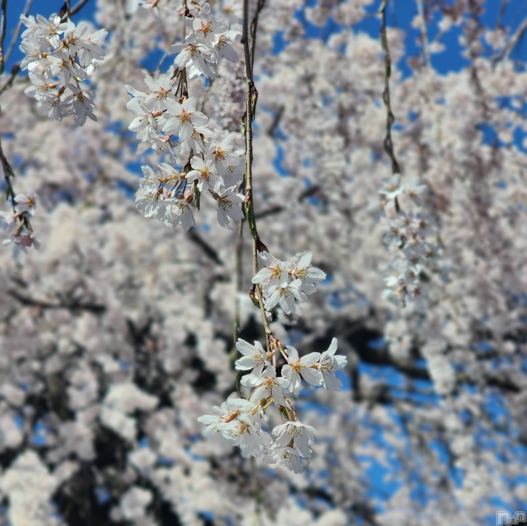 松本発風俗エステaroMana(アロマーナ)（松本市発）りさ先生(99)の2023年4月2日写メブログ「１年🌸」