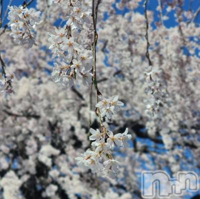 松本発風俗エステ aroMana(アロマーナ) （松本市発）りさ先生(99)の4月2日写メブログ「１年🌸」