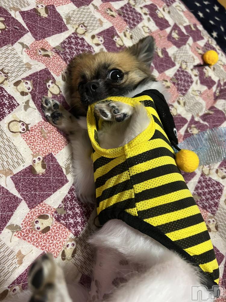 ��ë����Х��顦�����CLUB��Paladin(����֡��ѥ�ǥ���) ̴��椺�Ϥ�7��19���̥�֥�����🐶🐾��