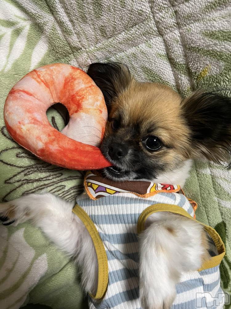 ��ë����Х��顦�����CLUB��Paladin(����֡��ѥ�ǥ���) ̴��椺�Ϥ�3��9���̥�֥�����🐶🐾��