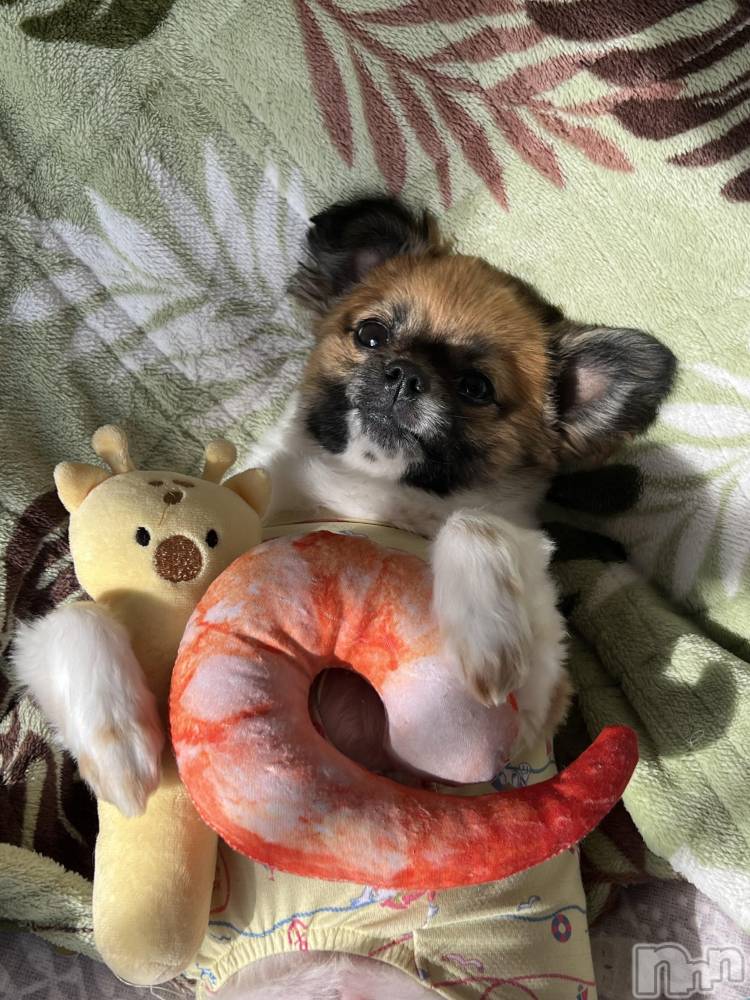 ��ë����Х��顦�����CLUB��Paladin(����֡��ѥ�ǥ���) ̴��椺�Ϥ�4��12���̥�֥�����🐶🐾��